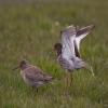 Common Redshank